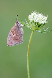 Small heath (Coenonympha pamphilus)