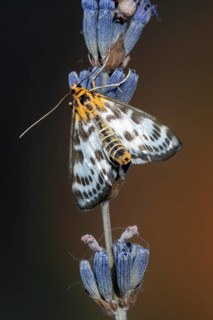 Abraxas grossulariata (Abraxas grossulariata) on lavender blossom