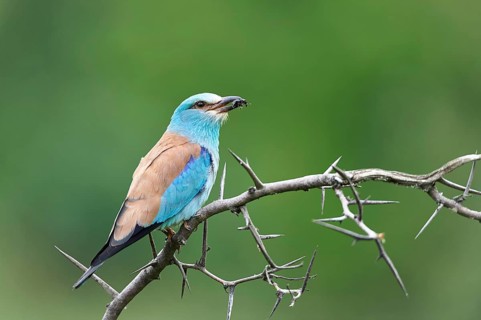 European roller (Coracias garrulus)