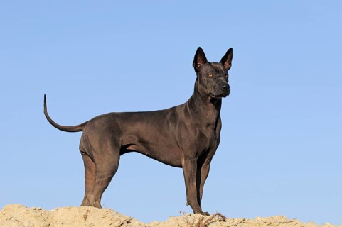 Thai Ridgeback