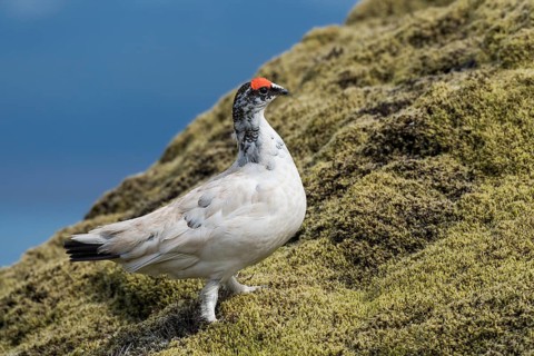 Rock Ptarmigan (Lagopus muta)