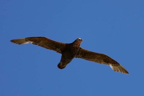 Southern giant petrel (Macronectes giganteus) in flight