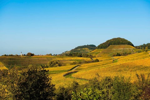 Winzerdorf and cultural landscape in autumn