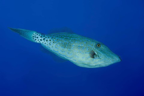 Scrawled Filefish (Aluterus scriptus) in the blue water