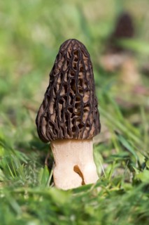 Black morel (Morchella conica)