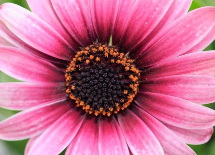 Cape daisy (Osteospermum)
