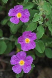 Cistus officinalis