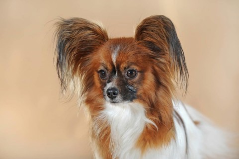 Papillon