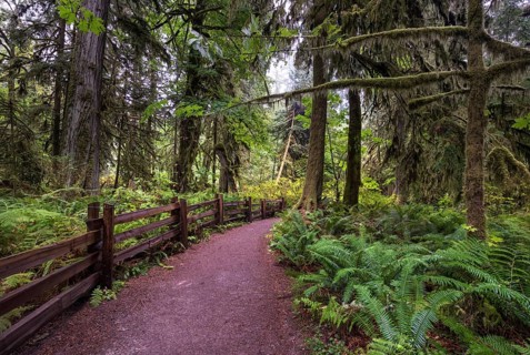 Rainforest Trail