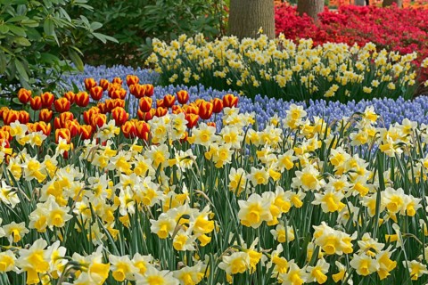 Flowering Tulips (Tulipa) and Daffodils (Narcissus) at Keukenhof