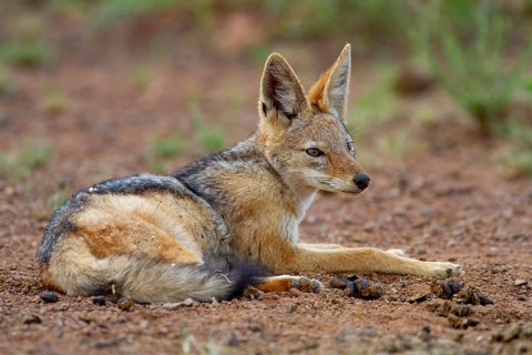 Black-backed Jackal (Canis mesomelas)