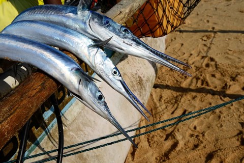 Freshly caught barracudas (Sphyraenidae) on Tangalle Beach