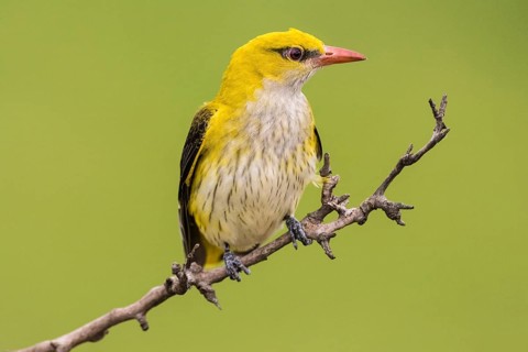 Eurasian Golden Oriole (Oriolus oriolus)