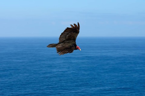 Turkey vulture (Cathartes aura) in flight over the sea