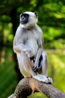 Northern plains gray langur (Semnopithecus entellus)