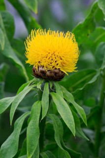 Globe knapweed (Centaurea macrocephala)