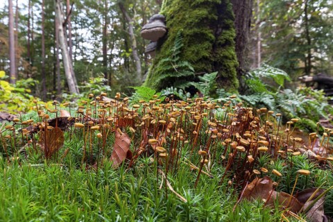 Mniaceae (Mniaceae) with spore stands