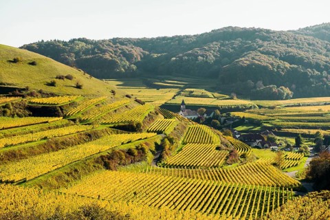 Village in the vineyards in autumn