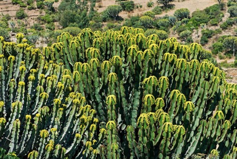 Flowering candelabra tree (Euphorbia candelabrum)