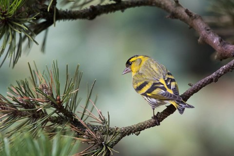 Eurasian siskin (Carduelis spinus)