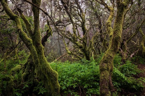 Moss-covered trees in the fog forest