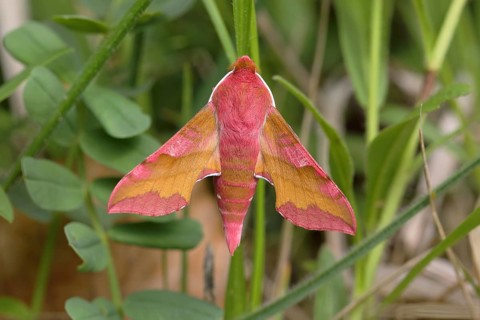 Small elephant hawk-moth (Deilephila porcellus) sits on a blade of grass