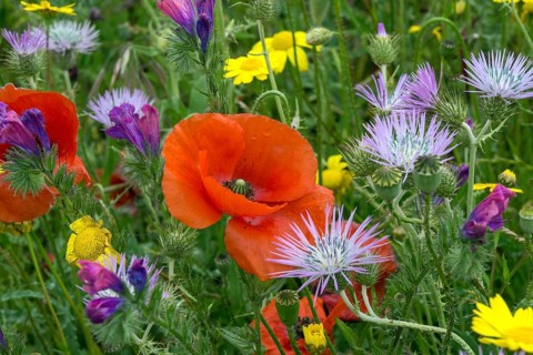 Blooming flower meadow with Purple Milk Thistles (Galactites tomentosus)