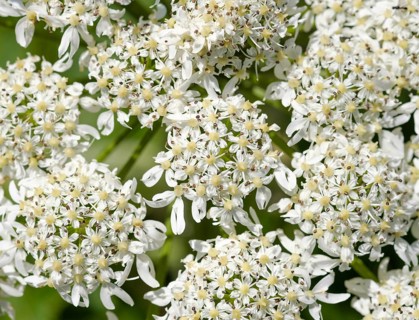 Umbellifers of Common Hogweed (Heracleum sphondylium)