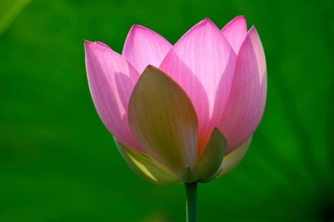 Pink lotus flower (Nelumbo nucifera)
