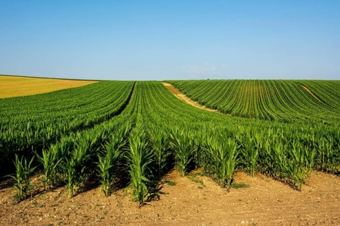 Field of maize