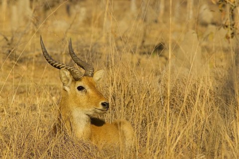 Puku (Kobus vardonii)