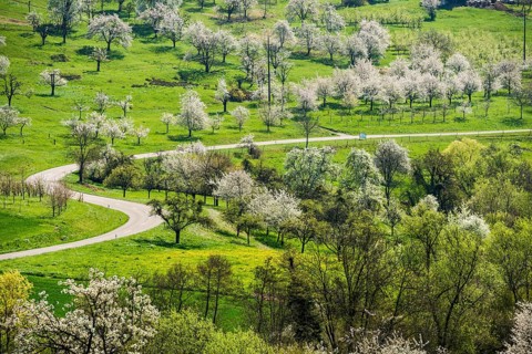 Flowering orchard meadows