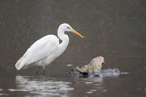 Great egret (Ardea alba) stands in the water during snowfall