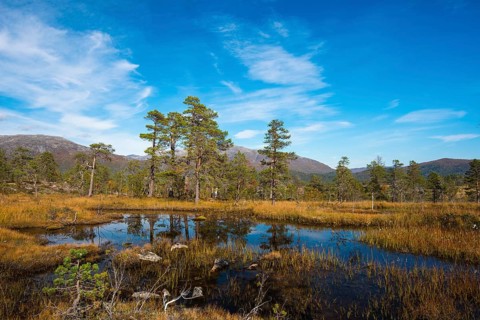 Pond