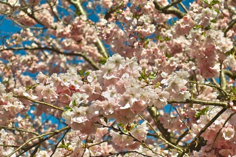Pink flowering spring cherry Accolade