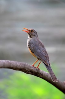 Kurrichane thrush (Turdus libonyanus)