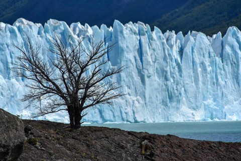 Tree in front of Glacier Perito Moreno on Lake Argentino