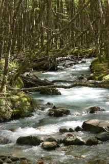 White water river through temperate jungle on the Lago del Desierto