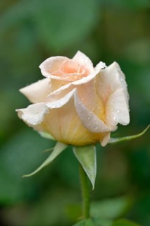 Hybrid tea rose