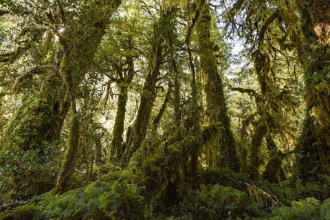 El Bosque Encantado