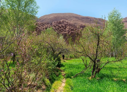 Field and fruit trees
