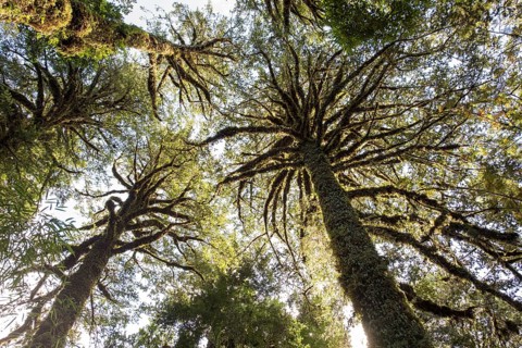 Fitzroya (Fitzroya cupressoides) with moss and lichens in the moderate rainforest
