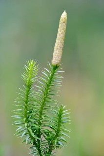 Interrupted club-moss (Lycopodium annotinum) with fruit stand