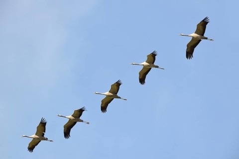 Cranes (Grus grus) in flight