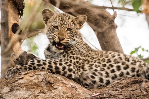 Leopard (Panthera pardus)
