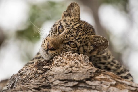 Leopard (Panthera pardus) Kitten on tree