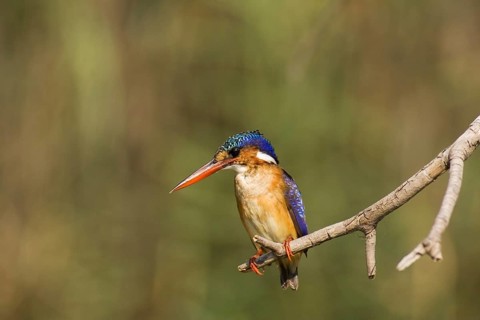 Malachite Kingfisher (Alcedo cristata)
