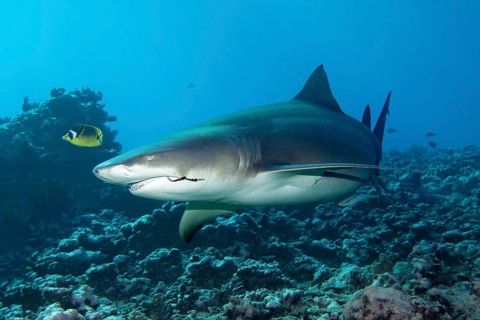 Sicklefin lemon shark (Negaprion acutidens) with fishing hooks in the mouth swims over coral reef
