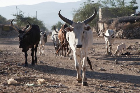 Cows on a street