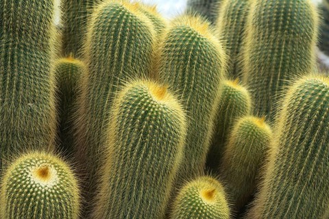 Parodia (Eriocactus-leninghausii)